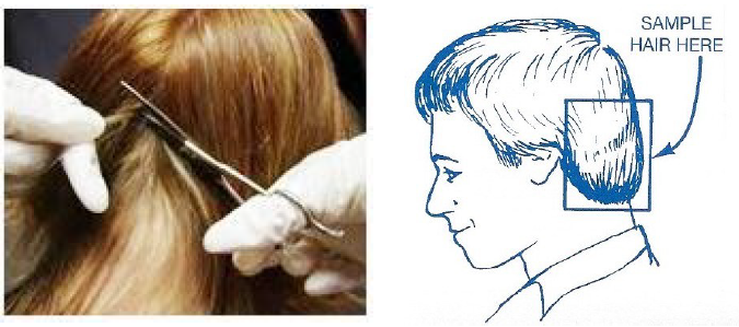 two samples showing how to cut a hair sample from a head