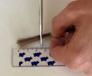 Scissors and a ruler showing how long to cut a hair sample