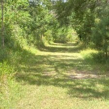 A grassy walking trail on a sunny day