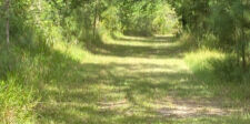 A grassy walking trail on a sunny day