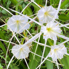 Spider lilly in the spring