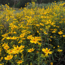 A group of Yellow tickseed sunflowers