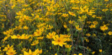 A group of Yellow tickseed sunflowers